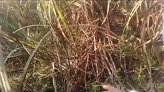 Neighbor Sister-in-law Doggy Style Fucked in Sugarcane