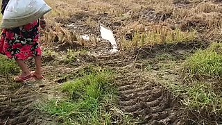Pee of the Village in Outdoor Field of Paddy Cutting Nomita Boud