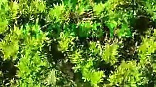 Tour in forest 1