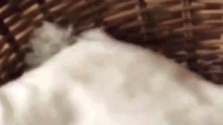 Emo teen Becka solo webcam masturbation