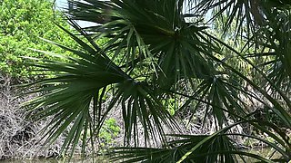 Full Public Day Video