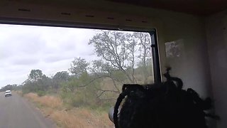 Sexy Black GF Blows BWC American BF