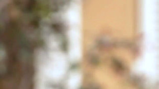 Swame House, French Porno Reality