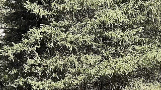 Compilation of Public Pissing in Nature! Showing Pads! POV!