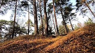 Naked Blonde with a Big Ass Strolls Through the Forest