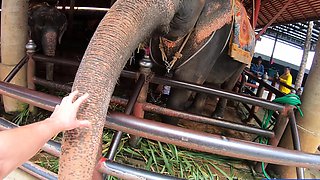 Feeding elephants and sex at home after with big ass Thai GF