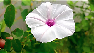 Bangla choti golpo