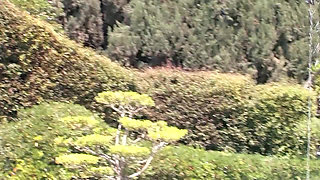 Busty MILF fucked in the ass by the pool