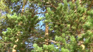 Walk Fishnet Bodystocking