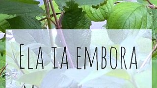 Brunette Solo Webcam Masturbation