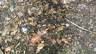 Horny Pissed In The Forest
