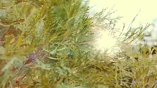 Astonishing South Korean Nympho Gets Rammed Hard