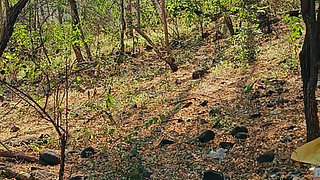 Jangal me land hila rha hu 💦