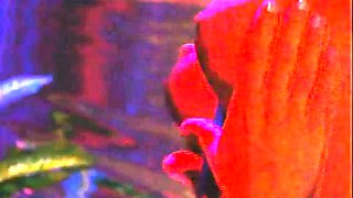 N2 The Gene Pool Black and Ebony