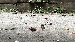 Sweet Japanese Teen Pussy Licked Fingered And Fuck