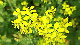 Hot Desi Boudi Homemade   Hardcore Bangla Boudi Devar Sex With Loud Moans And Cumshot