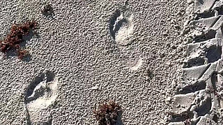 Comparing Size 16 Feet to Sand Prints at the Beach