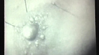 Wild Perverted Sluts