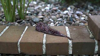 Ingenious Kendra Sunderland - solo female scene - Hentaied